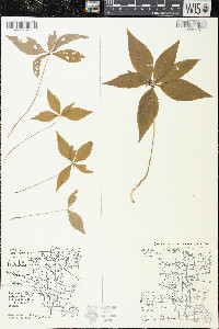 Trientalis borealis image