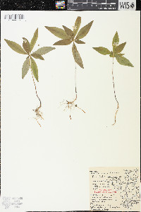 Trientalis borealis image