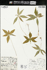 Trientalis borealis image