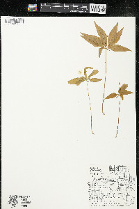 Trientalis borealis image