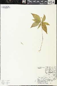 Trientalis borealis image