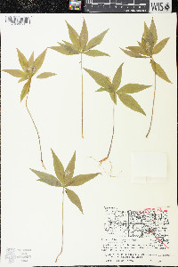 Trientalis borealis image