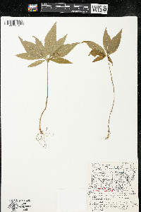 Trientalis borealis image