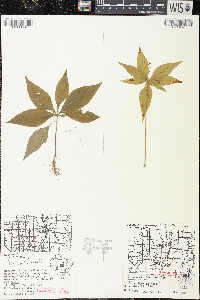 Trientalis borealis image