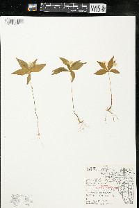 Trientalis borealis image