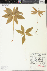 Trientalis borealis image