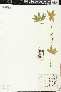 Trientalis borealis image