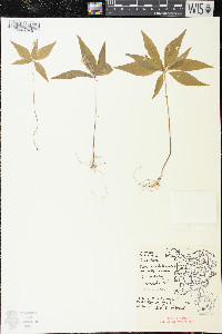 Trientalis borealis image