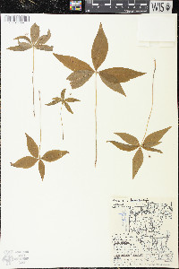 Trientalis borealis image