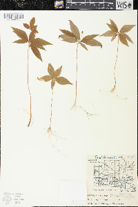 Trientalis borealis image