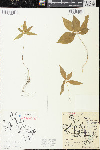 Trientalis borealis image