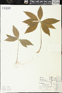 Trientalis borealis image