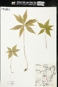 Trientalis borealis image