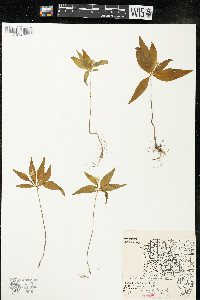Trientalis borealis image