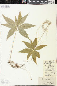 Trientalis borealis image
