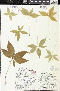 Trientalis borealis image