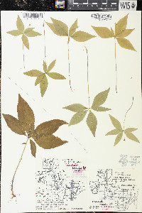 Trientalis borealis image