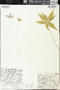Trientalis borealis image