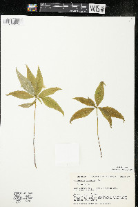 Trientalis borealis image