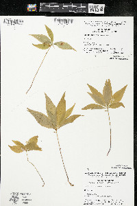 Trientalis borealis image