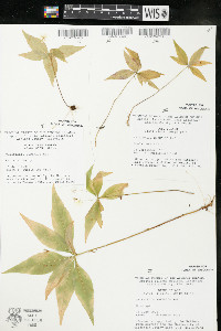 Trientalis borealis image