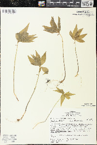 Trientalis borealis image