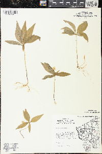 Trientalis borealis image