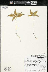 Trientalis borealis image