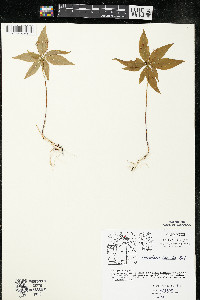 Trientalis borealis subsp. borealis image