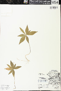 Trientalis borealis image