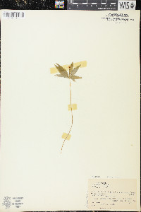 Trientalis borealis image