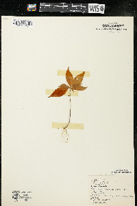 Trientalis borealis image