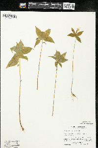 Trientalis borealis image