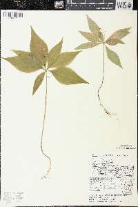Trientalis borealis image