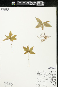 Trientalis borealis image