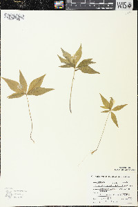 Trientalis borealis image