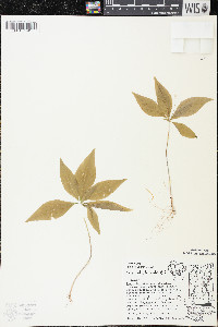 Trientalis borealis image