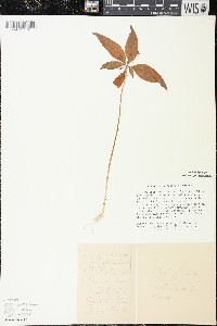 Trientalis borealis image