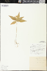 Trientalis borealis image