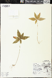Trientalis borealis image