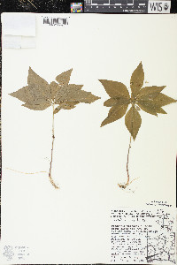 Trientalis borealis image