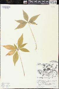 Trientalis borealis image