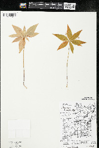 Trientalis borealis image