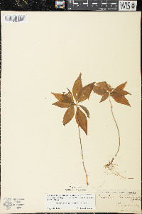 Trientalis borealis image