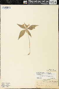 Trientalis borealis image