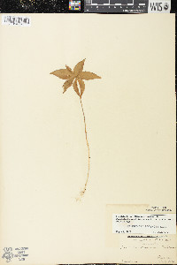 Trientalis borealis image
