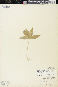 Trientalis borealis image