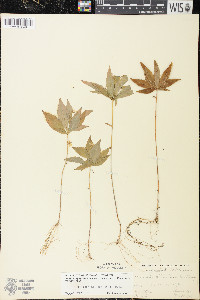 Trientalis borealis image