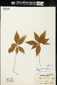 Trientalis borealis image