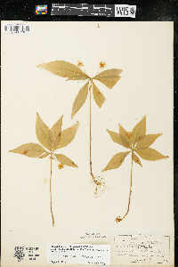 Trientalis borealis image